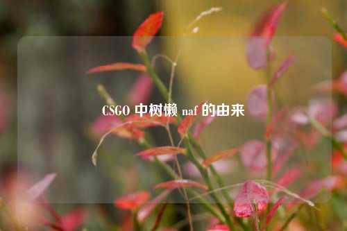CSGO 中树懒 naf 的由来